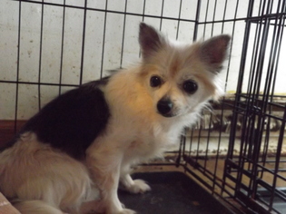 ShiChi Dogs for adoption in Zaleski, OH, USA