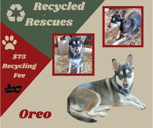 Huskies -Unknown Mix Dogs for adoption in Lindsay, CA, USA