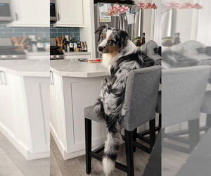 Australian Shepherd Dogs for adoption in San Diego, CA, USA