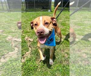 Mutt Dogs for adoption in Abbeville, LA, USA