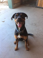 Rottweiler Dogs for adoption in Woodland, CA, USA