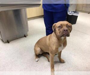 Boxer-Unknown Mix Dogs for adoption in Riverside, CA, USA