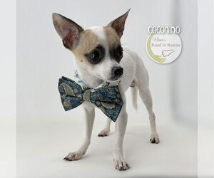 Chihuahua Dogs for adoption in Benton, LA, USA