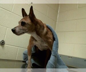 Rat Terrier Dogs for adoption in Denver, CO, USA