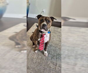 Mutt Dogs for adoption in Orlando, FL, USA