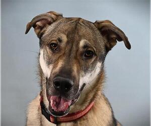 Goberian Dogs for adoption in Fort Collins, CO, USA