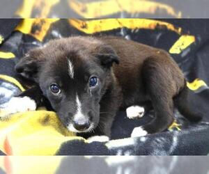 Mutt Dogs for adoption in Thief River Falls, MN, USA
