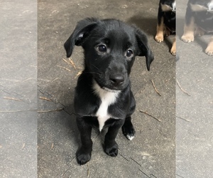 Labrador Retriever Dogs for adoption in Herndon, VA, USA