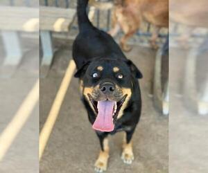 Rottweiler Dogs for adoption in Riverside, CA, USA
