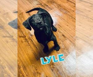 Black and Tan Coonhound-Labrador Retriever-Golden Retriever Mix Dogs for adoption in Mechanicsburg, PA, USA