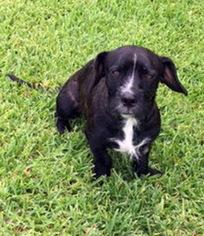 Dachshund-Unknown Mix Dogs for adoption in Alvin, TX, USA