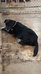 Labrador Retriever-Unknown Mix Dogs for adoption in Ontario, CA, USA