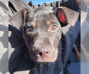 German Pinscher-Unknown Mix Dogs for adoption in Germantown, OH, USA