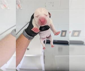 Labrador Retriever-Unknown Mix Dogs for adoption in Corpus Christi, TX, USA