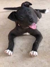 Borador Dogs for adoption in Essex, VT, USA