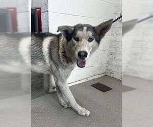 Siberian Husky Dogs for adoption in San Bernardino, CA, USA