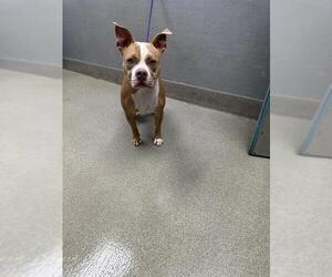 American Pit Bull Terrier-Unknown Mix Dogs for adoption in Las Vegas, NV, USA