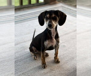 Doxle Dogs for adoption in Germantown, OH, USA