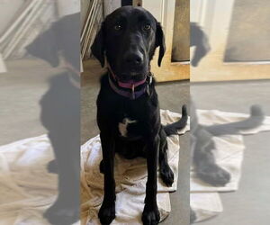 Shepradors Dogs for adoption in Monterey, VA, USA