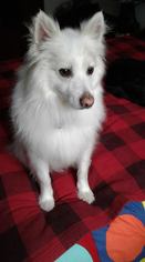 American Eskimo Dog Dogs for adoption in Traverse City, MI, USA