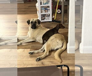 Anatolian Shepherd Dogs for adoption in Woodland, CA, USA