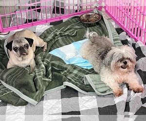 Pug Dogs for adoption in Miami, FL, USA