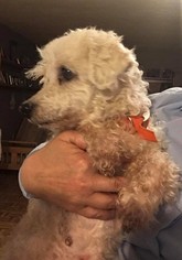 Bichon Frise-Unknown Mix Dogs for adoption in Addison, NY, USA