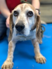 Beagle Dogs for adoption in Chestertown, MD, USA