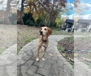 Medium Photo #1 English Coonhound Puppy For Sale in Charlotte, NC, USA