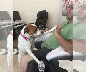Jack Russell Terrier-Whippet Mix Dogs for adoption in Valrico, FL, USA