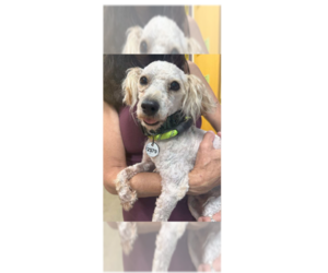 Poodle (Miniature)-Unknown Mix Dogs for adoption in Greenbelt, MD, USA