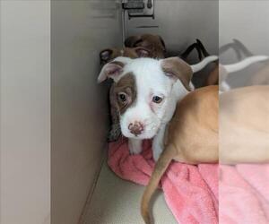 American Pit Bull Terrier-Unknown Mix Dogs for adoption in Sacramento, CA, USA