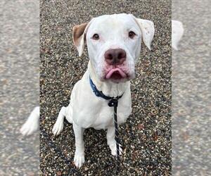 American Bulldog-Unknown Mix Dogs for adoption in Palmetto, FL, USA