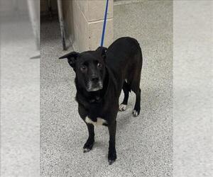 German Shepherd Dog-Unknown Mix Dogs for adoption in Conroe, TX, USA