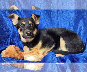 German Shepherd Dog-Unknown Mix Dogs for adoption in Cuba, NY, USA