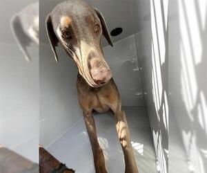 Doberman Pinscher Dogs for adoption in Houston, TX, USA