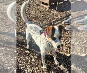 Beagle-Unknown Mix Dogs for adoption in Waterford, VA, USA