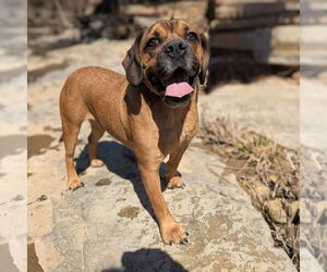 Mutt Dogs for adoption in Vail, AZ, USA