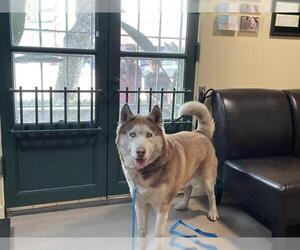 Siberian Husky Dogs for adoption in Pasadena, CA, USA