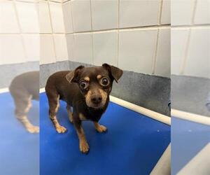 Chihuahua Dogs for adoption in San Antonio, TX, USA