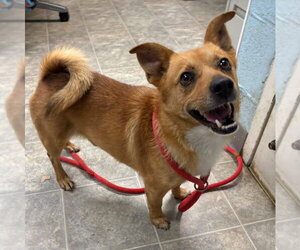 Pomeranian-Unknown Mix Dogs for adoption in Rustburg, VA, USA
