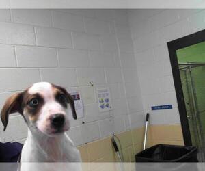 Labrador Retriever-Plott Hound Mix Dogs for adoption in Tulsa, OK, USA