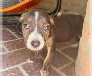 Chihuahua-Unknown Mix Dogs for adoption in Lakewood, CO, USA