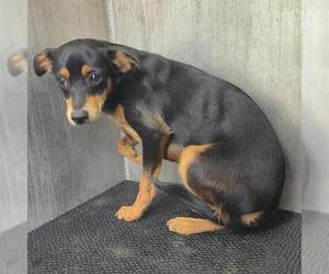 Chihuahua-Unknown Mix Dogs for adoption in San Antonio, TX, USA