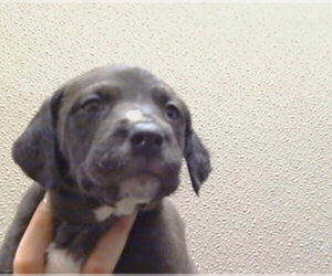 Mutt Dogs for adoption in Sacramento, CA, USA