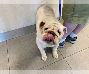 Bulldog Dogs for adoption in Rancho Cucamonga, CA, USA