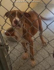 Rottweiler-American Pit Bull Terrier Dogs for adoption in Salisbury, NC, USA