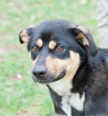 Mutt Dogs for adoption in Versailles, KY, USA