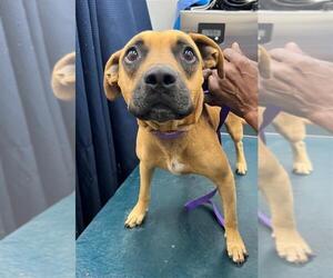 Labrador Retriever-Unknown Mix Dogs for adoption in Mobile, AL, USA