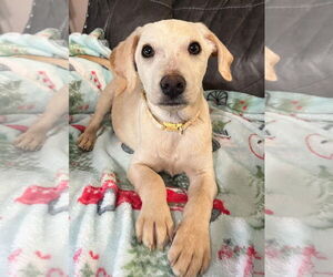 Labrador Retriever-Unknown Mix Dogs for adoption in Oakhurst, NJ, USA